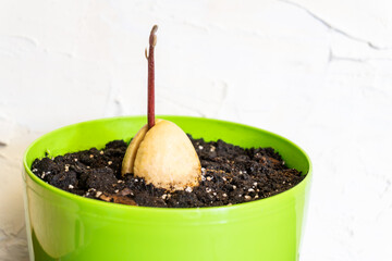 Sprouted avocado seed  on a white background in a green pot. Regrowing/growing avocado plant at home from seed. The concept of growing indoor plants. Environmentally friendly home. Copy space.