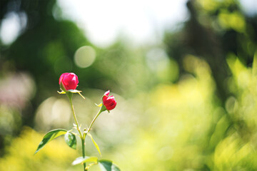 red poppy flowers