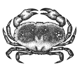 Crab drawn by graphics. Illustration for poster, menu, postcards.