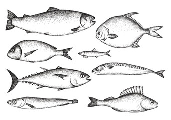 Set with fishes drawn by graphics. Suitable for menus, postcards and fish shops