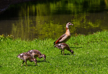 Egyptian goose (Alopochen aegyptiacus) Adults and goslings. Baden Baden, Baden Wuerttemberg, Germany