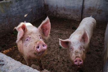 pigs in a pen, Formentera, Pitiusas Islands, Balearic Community, Spain