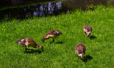 Egyptian goose (Alopochen aegyptiacus) Adults and goslings. Baden Baden, Baden Wuerttemberg, Germany