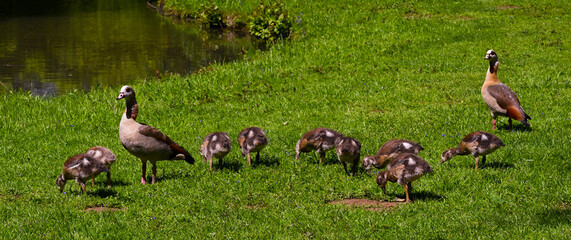 Egyptian goose (Alopochen aegyptiacus) Adults and goslings. Baden Baden, Baden Wuerttemberg, Germany