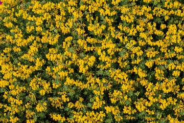 dune vegetation, Formentera, Pitiusas Islands, Balearic Community, Spain