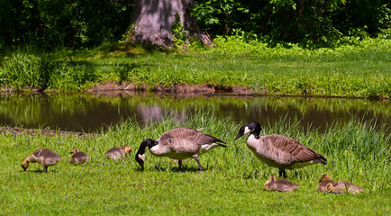 Canada goose (Branta Canadensis) Adults and goslings. Baden Baden, Baden Wuerttemberg, Germany