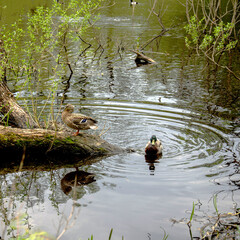 Wild ducks swim near the river bank. Reflection in the water. The waves spread out in circles. Green leaves on trees.