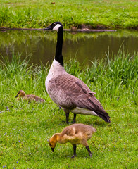 Canada goose (Branta Canadensis) Adults and goslings. Baden Baden, Baden Wuerttemberg, Germany