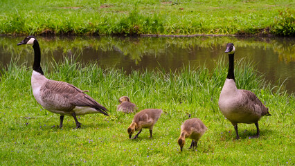 Canada goose (Branta Canadensis) Adults and goslings. Baden Baden, Baden Wuerttemberg, Germany