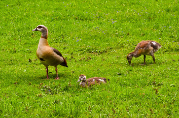 Egyptian goose (Alopochen aegyptiacus) Adults and goslings. Baden Baden, Baden Wuerttemberg, Germany