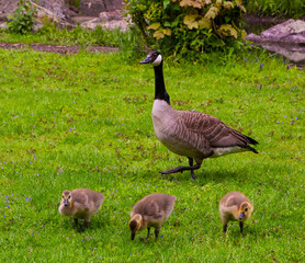 Canada goose (Branta Canadensis) Adults and goslings. Baden Baden, Baden Wuerttemberg, Germany