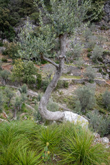Fornalutx olive groves, Mallorca, Balearic Islands, Spain