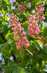 Blooming Kyiv pink spring chestnut tree	
