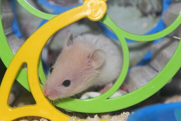 A small, white, cute Syrian hamster plays in a toy wheel designed for the fun of rodents. - obrazy, fototapety, plakaty