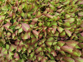Epimedium rubrum. Red epimedium or barrenwort plant background.