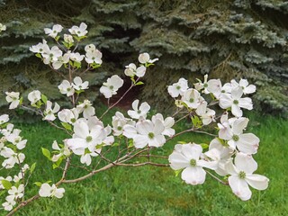 Cornus florida rubra tree with white flowers.