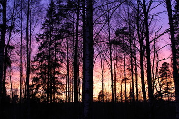 Sunset in the woods. Bright colors, silhouettes of trees 