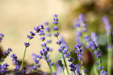 Obraz na płótnie Canvas lavender flowers in the garden