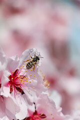 Honey bee collecting pollen from spring blossom, closeup. Cherry tree flowers with dew in morning