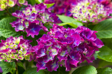 violet hortensia flowers in the garden