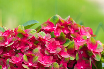 red hortensia flowers in the garden