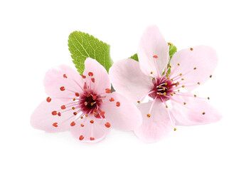 Beautiful pink sakura tree blossoms with green leaves isolated on white