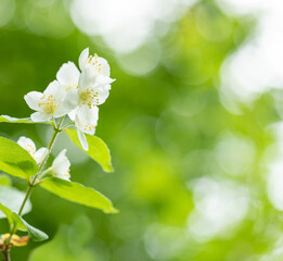 Blossoming jasmine branch with white flowers on blurred natural yellow-green bokeh background close-up.