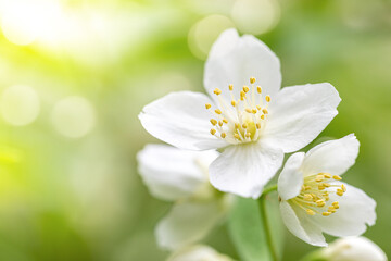 Jasmine white flowers close-up on blurry natural yellow-green background with copy space.