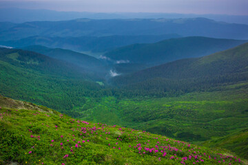 Obraz premium Summer landscape in the Carpathians