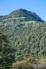 Fototapeta na wymiar Mount Chelia in the Aures region, Algeria, Blue Atlas Cedar (Cedrus Atlantica) natural habitat