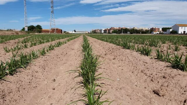 The fields of tigernuts near Valencia in a summer day. Green plants under a blue sky with clouds