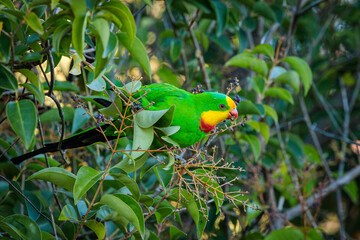 Superb Parrot male in a garden, Hughes, ACT, April 2021