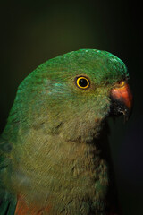 Australian King Parrot