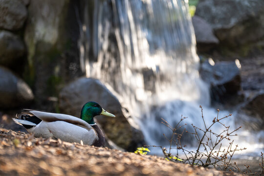 Drake sits in the forest by the waterfall