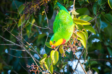 Superb Parrot male in a garden, Hughes, ACT, April 2021