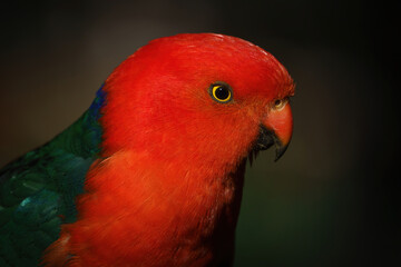Australian King Parrot - adult male