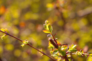 Green leaves on a branch of a bush in spring.