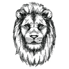Sketch lion head, black and white vector illustration. Vintage etching.