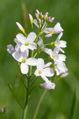 blühendes Wiesen-Schaumkraut im Frühling