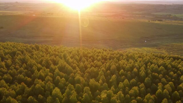 Sunset afternoon, flying over an eucalyptus forest in Uruguay 