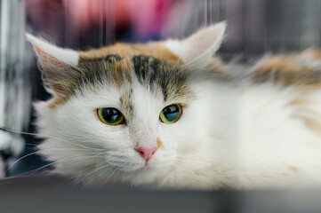 a stray cat is sitting in a cage