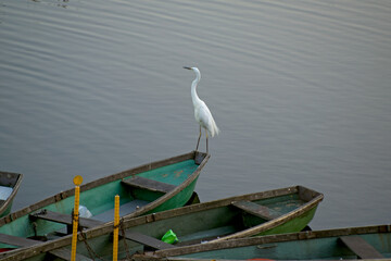 The great white bird heron turned its head to the left and looks at the gray water, stands on the edge of one of three green boats near a wooden pier on the lake in the evening - Powered by Adobe