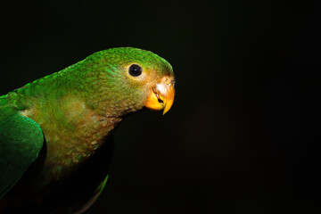 Fototapeta premium Australian King Parrot - juvenile