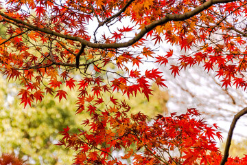 中国・上海の秋の風景