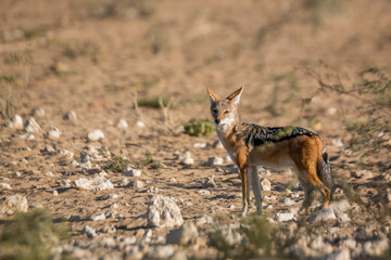 Black backed jackal standing in arid land in  Kgalagadi transfrontier park, South Africa ; Specie Canis mesomelas family of Canidae