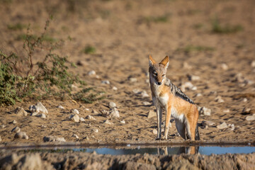 Black backed jackal standing at waterhole in  Kgalagadi transfrontier park, South Africa ; Specie Canis mesomelas family of Canidae
