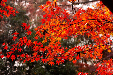 中国・上海の秋の風景
