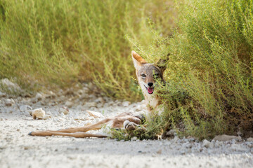 Black backed jackal protecting his prey in Kgalagadi transfrontier park, South Africa ; Specie Canis mesomelas family of Canidae