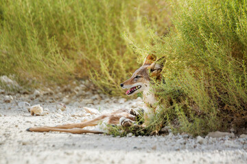 Black backed jackal protecting his prey in Kgalagadi transfrontier park, South Africa ; Specie Canis mesomelas family of Canidae