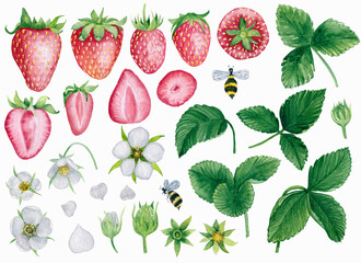 Watercolor strawberry plant botanical illustration. Watercolor hand drawn isolated elements set: berries, leaves, buds, flowers, petals, bees.
